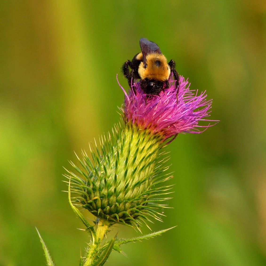 FuturePlanter Gewöhnliche Kratzdistel (Cirsium Vulgare) Alle Pflanzen Im Shop 1 FuturePlanter Gewöhnliche Kratzdistel (Cirsium Vulgare) Alle Pflanzen Im Shop