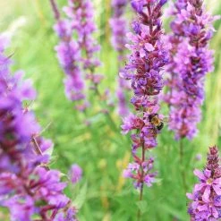 FuturePlanter Gewöhnlicher Blutweiderich (Lythrum Salicaria) 12 FuturePlanter Gewöhnlicher Blutweiderich (Lythrum Salicaria)