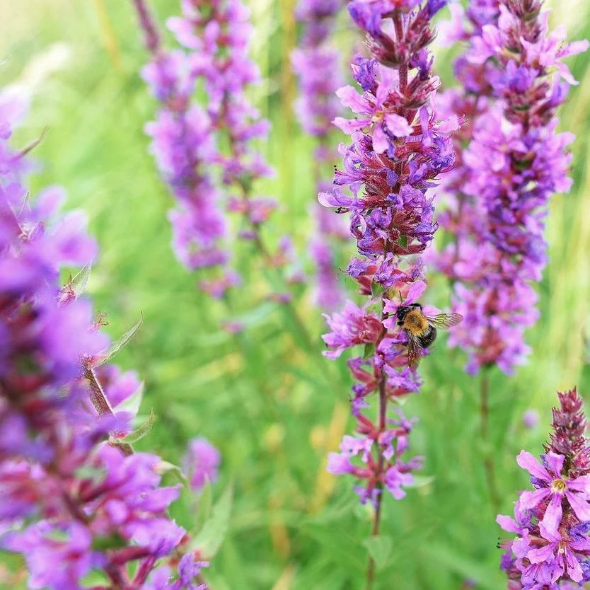 FuturePlanter Gewöhnlicher Blutweiderich (Lythrum Salicaria) 5 FuturePlanter Gewöhnlicher Blutweiderich (Lythrum Salicaria)