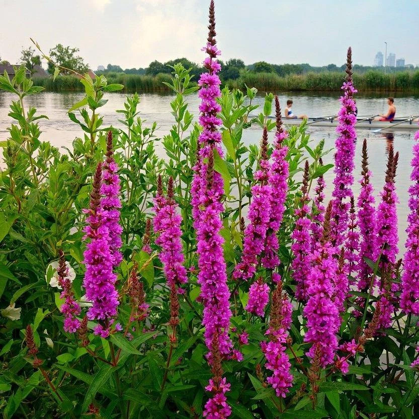 FuturePlanter Gewöhnlicher Blutweiderich (Lythrum Salicaria) 6 FuturePlanter Gewöhnlicher Blutweiderich (Lythrum Salicaria)