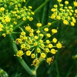 FuturePlanter Gewöhnlicher Fenchel (Foeniculum Vulgare) 11 FuturePlanter Gewöhnlicher Fenchel (Foeniculum Vulgare)