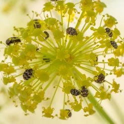FuturePlanter Gewöhnlicher Fenchel (Foeniculum Vulgare) 14 FuturePlanter Gewöhnlicher Fenchel (Foeniculum Vulgare)