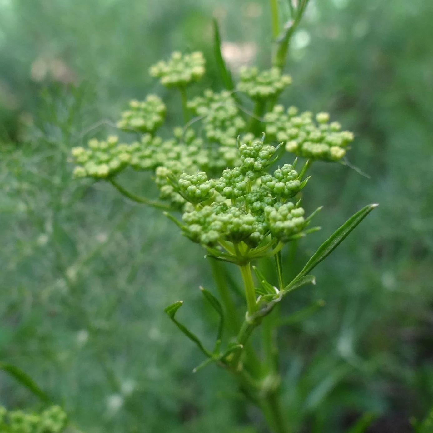 FuturePlanter Gewöhnlicher Fenchel (Foeniculum Vulgare) 5 FuturePlanter Gewöhnlicher Fenchel (Foeniculum Vulgare)