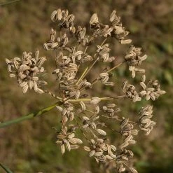 FuturePlanter Gewöhnlicher Fenchel (Foeniculum Vulgare) 15 FuturePlanter Gewöhnlicher Fenchel (Foeniculum Vulgare)