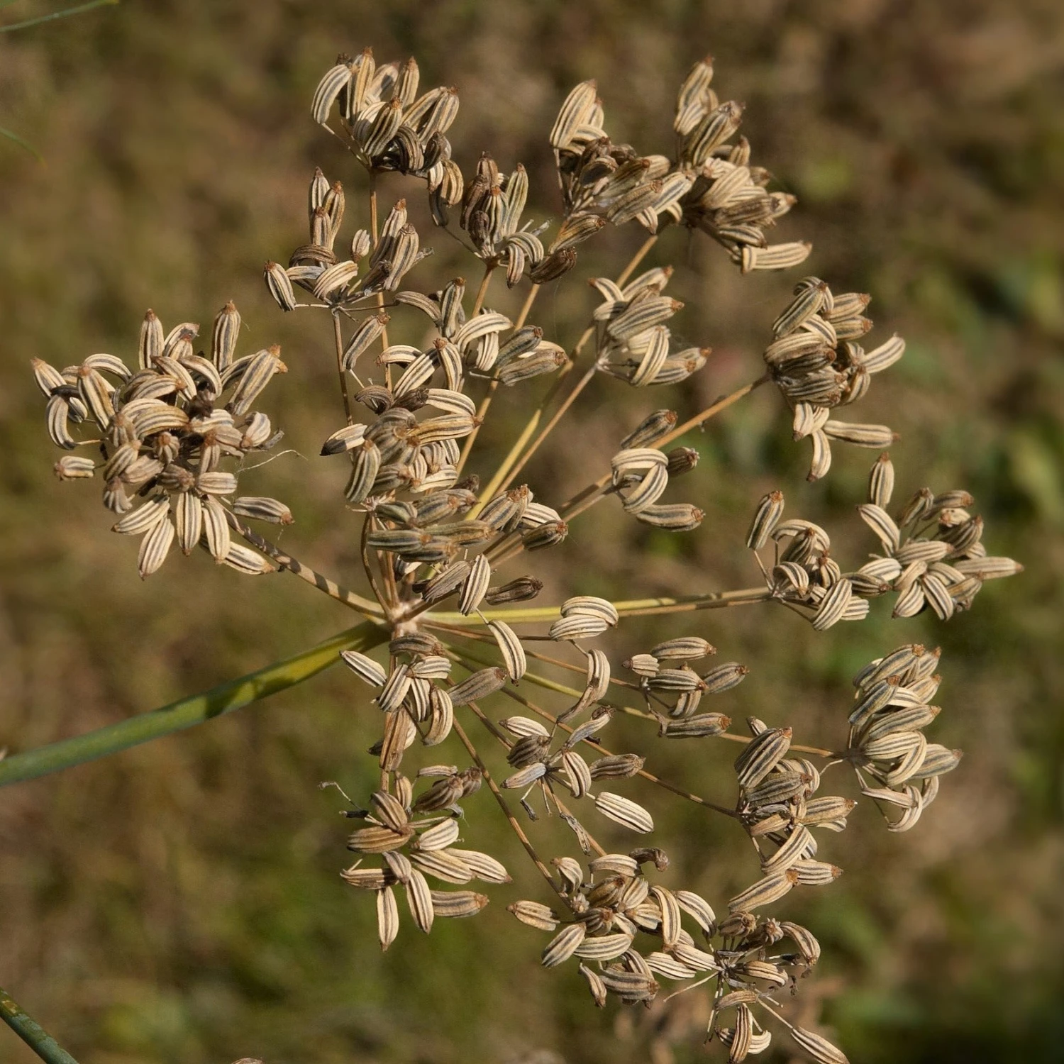 FuturePlanter Gewöhnlicher Fenchel (Foeniculum Vulgare) 8 FuturePlanter Gewöhnlicher Fenchel (Foeniculum Vulgare)