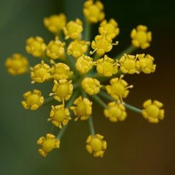 FuturePlanter Gewöhnlicher Fenchel (Foeniculum Vulgare)