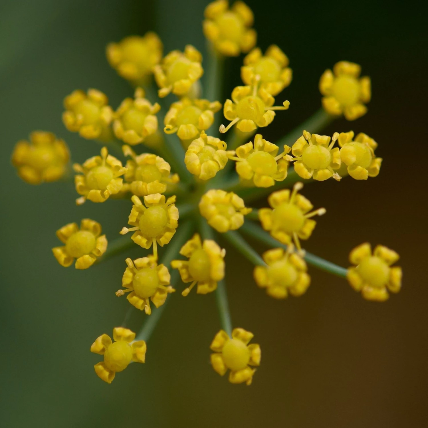 FuturePlanter Gewöhnlicher Fenchel (Foeniculum Vulgare) 2 FuturePlanter Gewöhnlicher Fenchel (Foeniculum Vulgare)