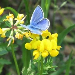 FuturePlanter Alle Pflanzen Im Shop Gewöhnlicher Hornklee (Lotus Corniculatus)