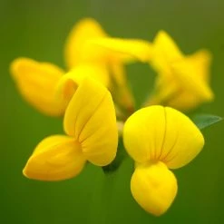 FuturePlanter Alle Pflanzen Im Shop Gewöhnlicher Hornklee (Lotus Corniculatus)