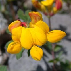FuturePlanter Alle Pflanzen Im Shop Gewöhnlicher Hornklee (Lotus Corniculatus)