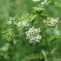 FuturePlanter Gewöhnlicher Klettenkerbel (Torilis Japonica) Alle Pflanzen Im Shop 13 FuturePlanter Gewöhnlicher Klettenkerbel (Torilis Japonica) Alle Pflanzen Im Shop