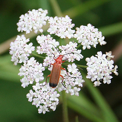 FuturePlanter Gewöhnlicher Klettenkerbel (Torilis Japonica) Alle Pflanzen Im Shop 1 FuturePlanter Gewöhnlicher Klettenkerbel (Torilis Japonica) Alle Pflanzen Im Shop