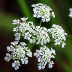 FuturePlanter Gewöhnlicher Klettenkerbel (Torilis Japonica) Alle Pflanzen Im Shop