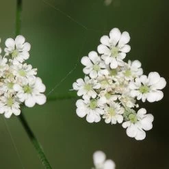 FuturePlanter Gewöhnlicher Klettenkerbel (Torilis Japonica) Alle Pflanzen Im Shop 12 FuturePlanter Gewöhnlicher Klettenkerbel (Torilis Japonica) Alle Pflanzen Im Shop