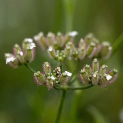 FuturePlanter Gewöhnlicher Klettenkerbel (Torilis Japonica) Alle Pflanzen Im Shop 11 FuturePlanter Gewöhnlicher Klettenkerbel (Torilis Japonica) Alle Pflanzen Im Shop