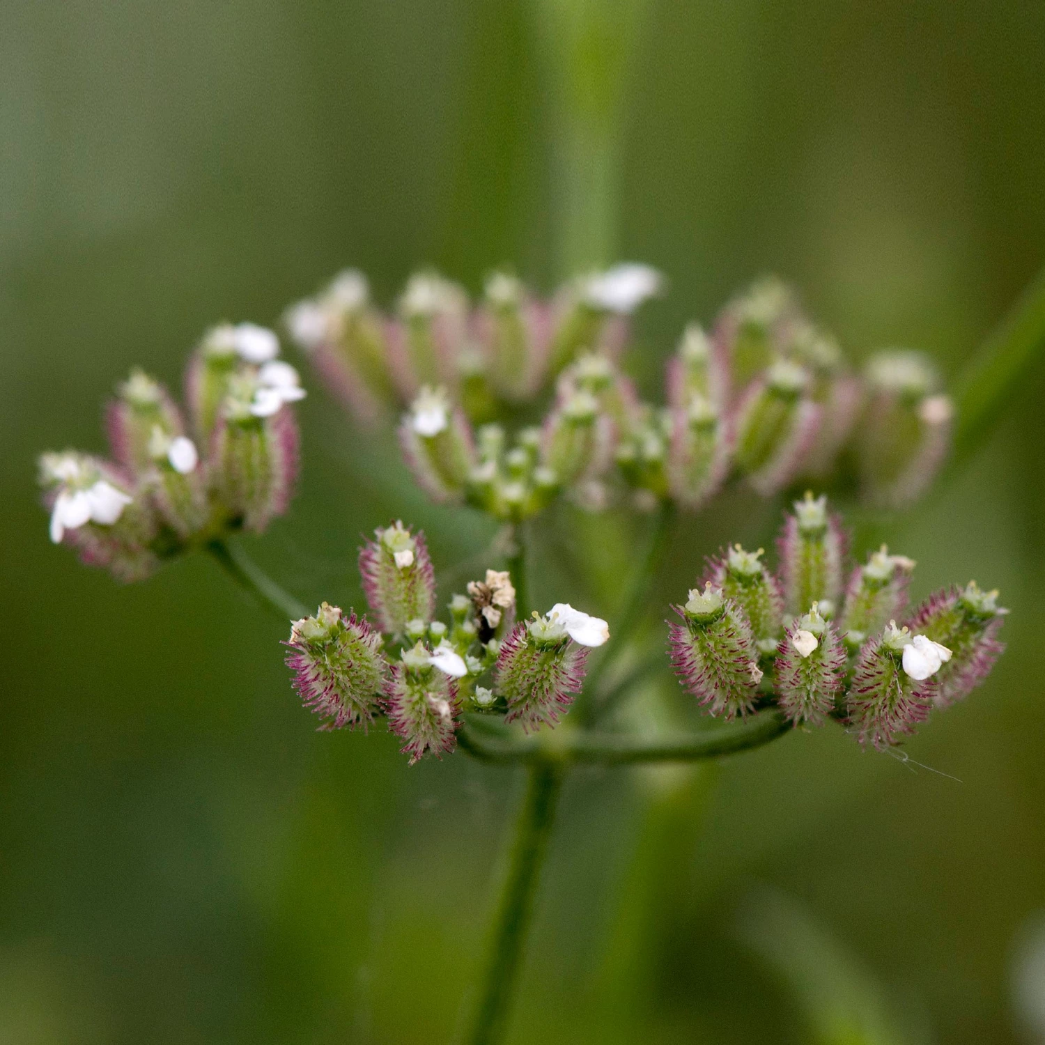 FuturePlanter Gewöhnlicher Klettenkerbel (Torilis Japonica) Alle Pflanzen Im Shop 4 FuturePlanter Gewöhnlicher Klettenkerbel (Torilis Japonica) Alle Pflanzen Im Shop