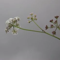 FuturePlanter Gewöhnlicher Klettenkerbel (Torilis Japonica) Alle Pflanzen Im Shop 15 FuturePlanter Gewöhnlicher Klettenkerbel (Torilis Japonica) Alle Pflanzen Im Shop