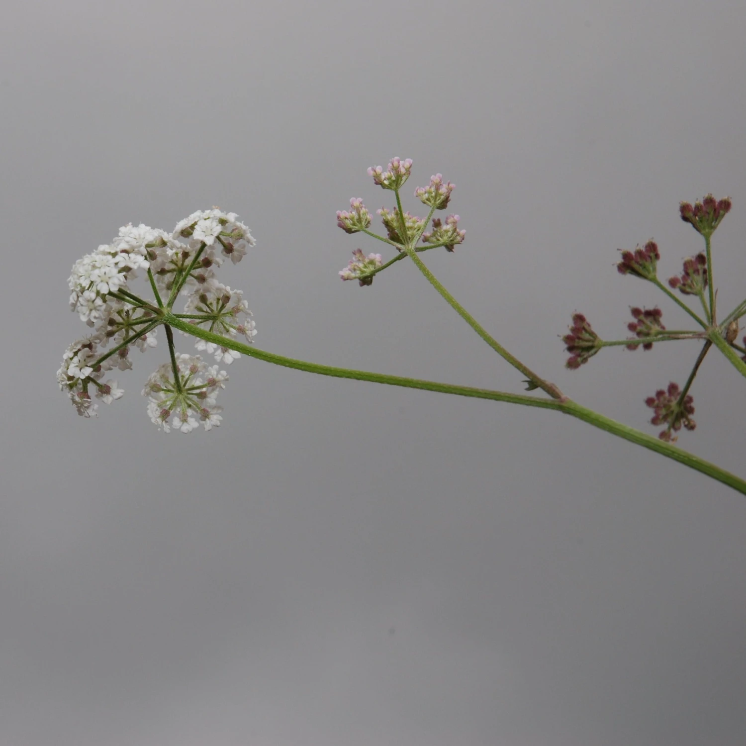 FuturePlanter Gewöhnlicher Klettenkerbel (Torilis Japonica) Alle Pflanzen Im Shop 8 FuturePlanter Gewöhnlicher Klettenkerbel (Torilis Japonica) Alle Pflanzen Im Shop