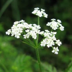 FuturePlanter Gewöhnlicher Klettenkerbel (Torilis Japonica) Alle Pflanzen Im Shop 10 FuturePlanter Gewöhnlicher Klettenkerbel (Torilis Japonica) Alle Pflanzen Im Shop