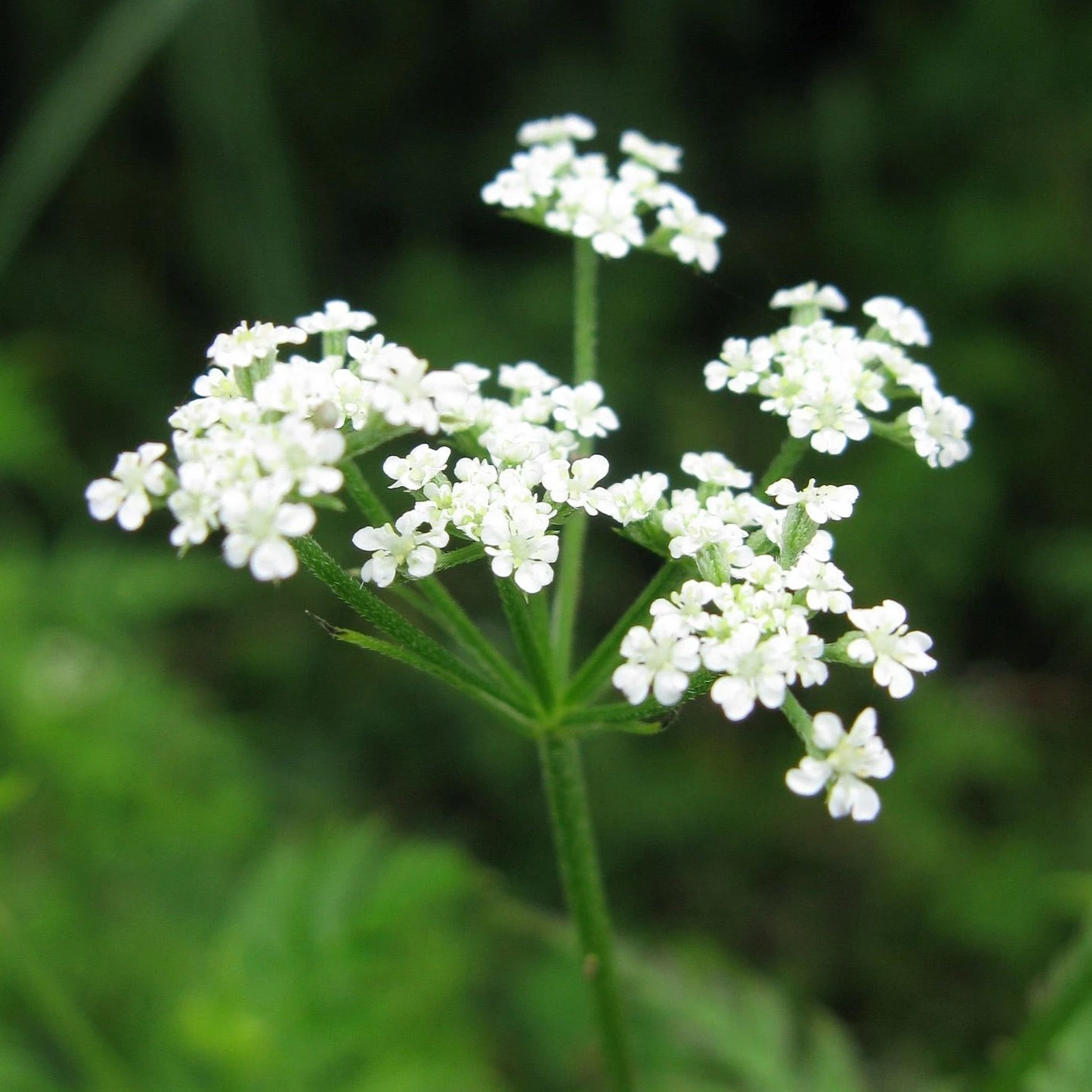 FuturePlanter Gewöhnlicher Klettenkerbel (Torilis Japonica) Alle Pflanzen Im Shop 3 FuturePlanter Gewöhnlicher Klettenkerbel (Torilis Japonica) Alle Pflanzen Im Shop