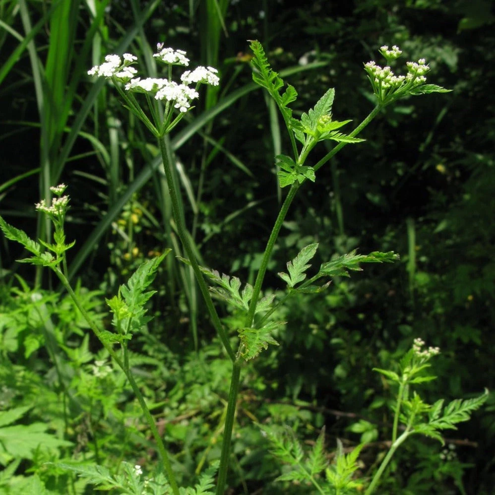 FuturePlanter Gewöhnlicher Klettenkerbel (Torilis Japonica) Alle Pflanzen Im Shop 7 FuturePlanter Gewöhnlicher Klettenkerbel (Torilis Japonica) Alle Pflanzen Im Shop