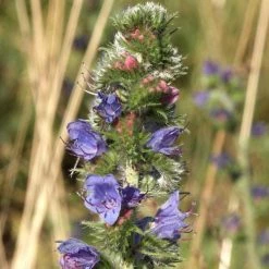 FuturePlanter Alle Pflanzen Im Shop Gewöhnlicher Natternkopf (Echium Vulgare)