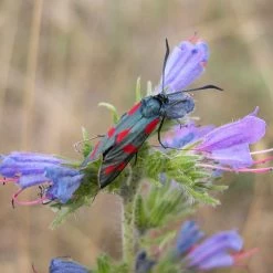 FuturePlanter Alle Pflanzen Im Shop Gewöhnlicher Natternkopf (Echium Vulgare)