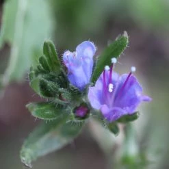 FuturePlanter Alle Pflanzen Im Shop Gewöhnlicher Natternkopf (Echium Vulgare)