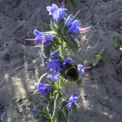 FuturePlanter Alle Pflanzen Im Shop Gewöhnlicher Natternkopf (Echium Vulgare)