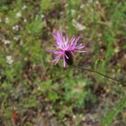 FuturePlanter Gemeiner Schlupfsame (Crupina Vulgaris) Alle Pflanzen Im Shop