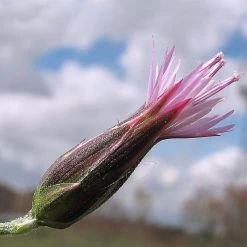 FuturePlanter Gemeiner Schlupfsame (Crupina Vulgaris) Alle Pflanzen Im Shop