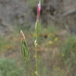 FuturePlanter Gemeiner Schlupfsame (Crupina Vulgaris) Alle Pflanzen Im Shop
