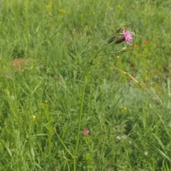 FuturePlanter Gemeiner Schlupfsame (Crupina Vulgaris) Alle Pflanzen Im Shop