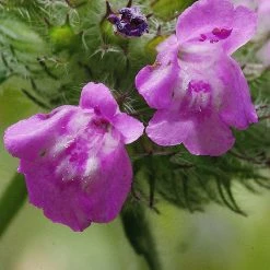 FuturePlanter Gewöhnlicher Wirbeldost (Clinopodium Vulgare) Alle Pflanzen Im Shop