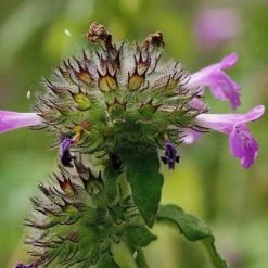 FuturePlanter Gewöhnlicher Wirbeldost (Clinopodium Vulgare) Alle Pflanzen Im Shop