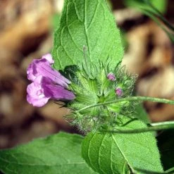 FuturePlanter Gewöhnlicher Wirbeldost (Clinopodium Vulgare) Alle Pflanzen Im Shop
