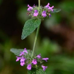 FuturePlanter Gewöhnlicher Wirbeldost (Clinopodium Vulgare) Alle Pflanzen Im Shop