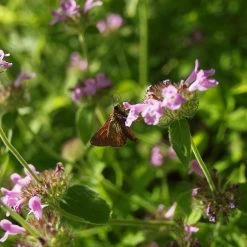 FuturePlanter Gewöhnlicher Wirbeldost (Clinopodium Vulgare) Alle Pflanzen Im Shop