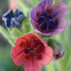 FuturePlanter Echte Hundszunge (Cynoglossum Officinale) 14 FuturePlanter Echte Hundszunge (Cynoglossum Officinale)