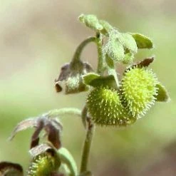 FuturePlanter Echte Hundszunge (Cynoglossum Officinale) 15 FuturePlanter Echte Hundszunge (Cynoglossum Officinale)