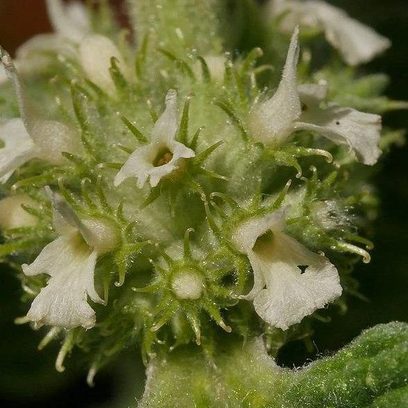 FuturePlanter Alle Pflanzen Im Shop Gewöhnlicher Andorn (Marrubium Vulgare) 5 FuturePlanter Alle Pflanzen Im Shop Gewöhnlicher Andorn (Marrubium Vulgare)