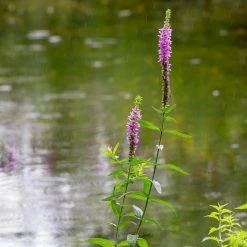FuturePlanter Gewöhnlicher Blutweiderich (Lythrum Salicaria) 14 FuturePlanter Gewöhnlicher Blutweiderich (Lythrum Salicaria)