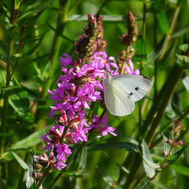 FuturePlanter Gewöhnlicher Blutweiderich (Lythrum Salicaria) 4 FuturePlanter Gewöhnlicher Blutweiderich (Lythrum Salicaria)
