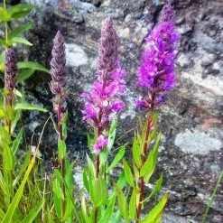 FuturePlanter Gewöhnlicher Blutweiderich (Lythrum Salicaria) 15 FuturePlanter Gewöhnlicher Blutweiderich (Lythrum Salicaria)