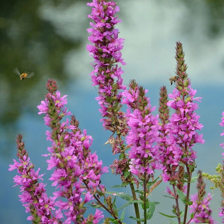 FuturePlanter Gewöhnlicher Blutweiderich (Lythrum Salicaria) 2 FuturePlanter Gewöhnlicher Blutweiderich (Lythrum Salicaria)