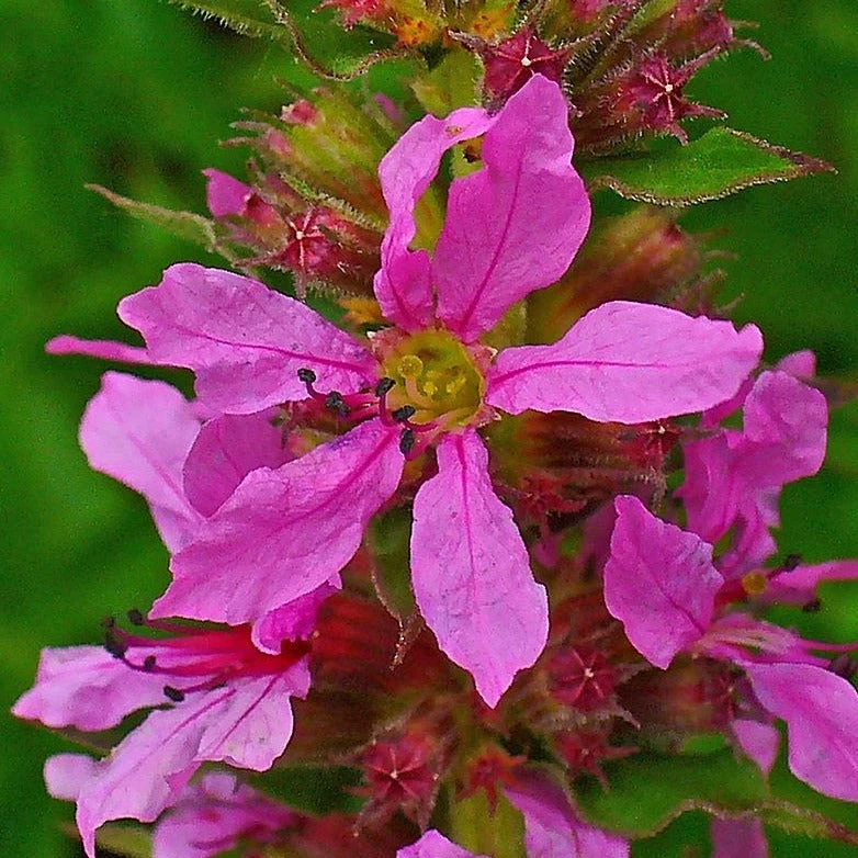 FuturePlanter Gewöhnlicher Blutweiderich (Lythrum Salicaria) 3 FuturePlanter Gewöhnlicher Blutweiderich (Lythrum Salicaria)