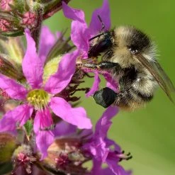 FuturePlanter Gewöhnlicher Blutweiderich (Lythrum Salicaria)