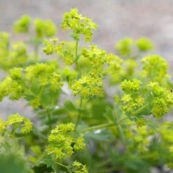 FuturePlanter Alle Pflanzen Im Shop Gewöhnlicher Frauenmantel (Alchemilla Xanthochlora)