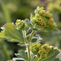 FuturePlanter Alle Pflanzen Im Shop Gewöhnlicher Frauenmantel (Alchemilla Xanthochlora) 6 FuturePlanter Alle Pflanzen Im Shop Gewöhnlicher Frauenmantel (Alchemilla Xanthochlora)