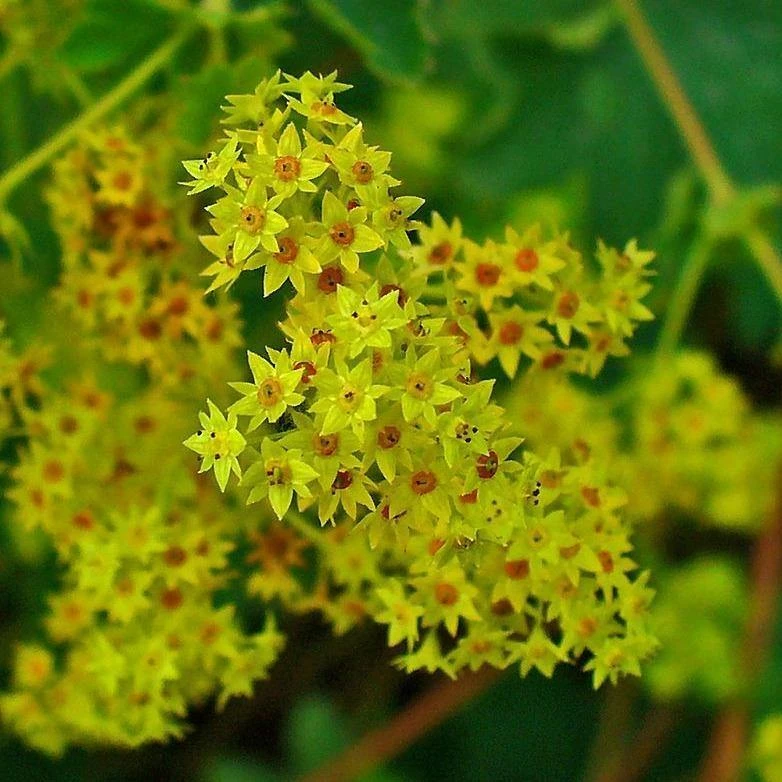 FuturePlanter Alle Pflanzen Im Shop Gewöhnlicher Frauenmantel (Alchemilla Xanthochlora) 4 FuturePlanter Alle Pflanzen Im Shop Gewöhnlicher Frauenmantel (Alchemilla Xanthochlora)